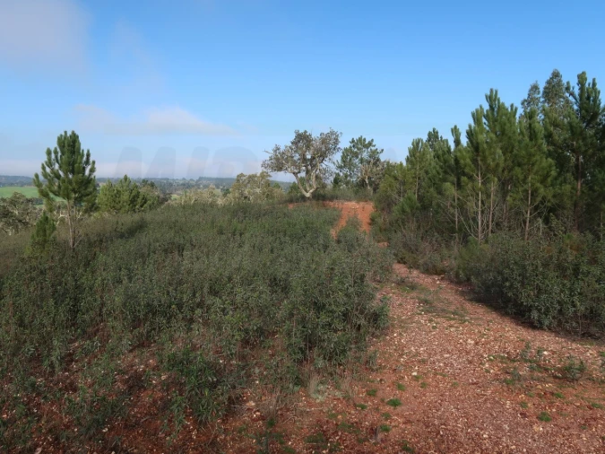 Terreno Agricola ou Rústico para Venda em São Domingos e Vale de Água Foto 12