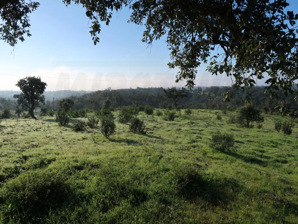 Quinta para Venda em Santiago do Cacém, Santa Cruz e São Bartolomeu da Serra Foto 3