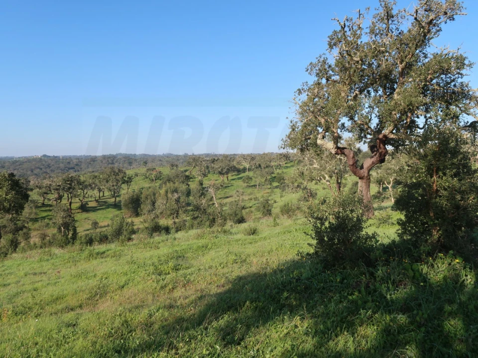 Quinta para Venda em Santiago do Cacém, Santa Cruz e São Bartolomeu da Serra Foto 6