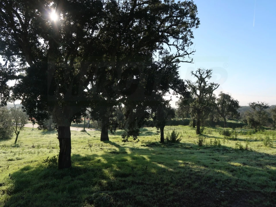 Quinta para Venda em Santiago do Cacém, Santa Cruz e São Bartolomeu da Serra Foto 8