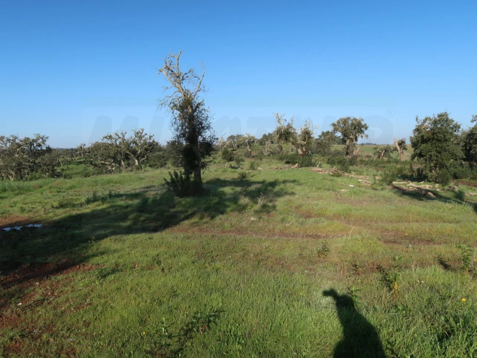 Quinta para Venda em Santiago do Cacém, Santa Cruz e São Bartolomeu da Serra Foto 9
