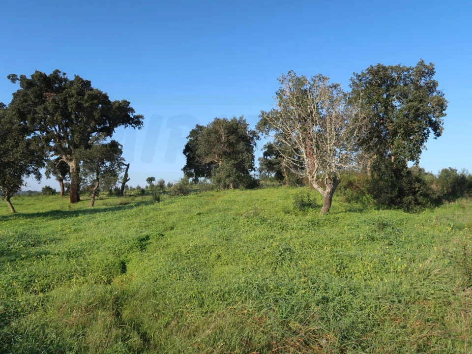 Quinta para Venda em Santiago do Cacém, Santa Cruz e São Bartolomeu da Serra Foto 11