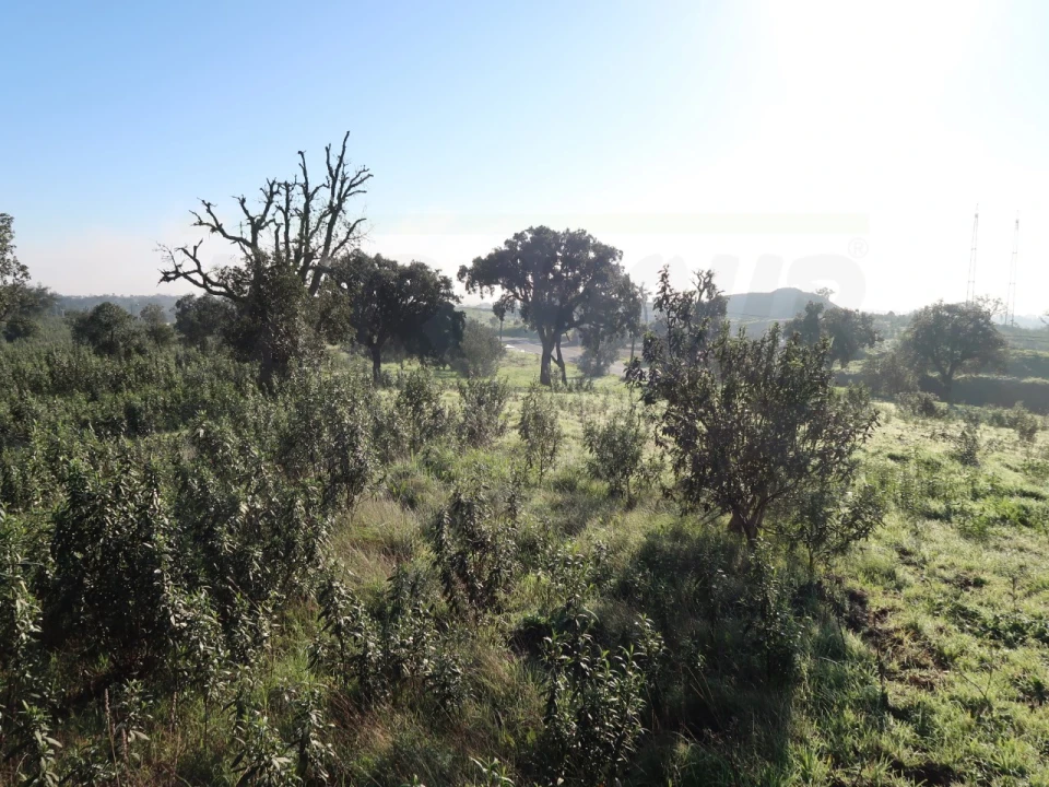 Quinta para Venda em Santiago do Cacém, Santa Cruz e São Bartolomeu da Serra Foto 16