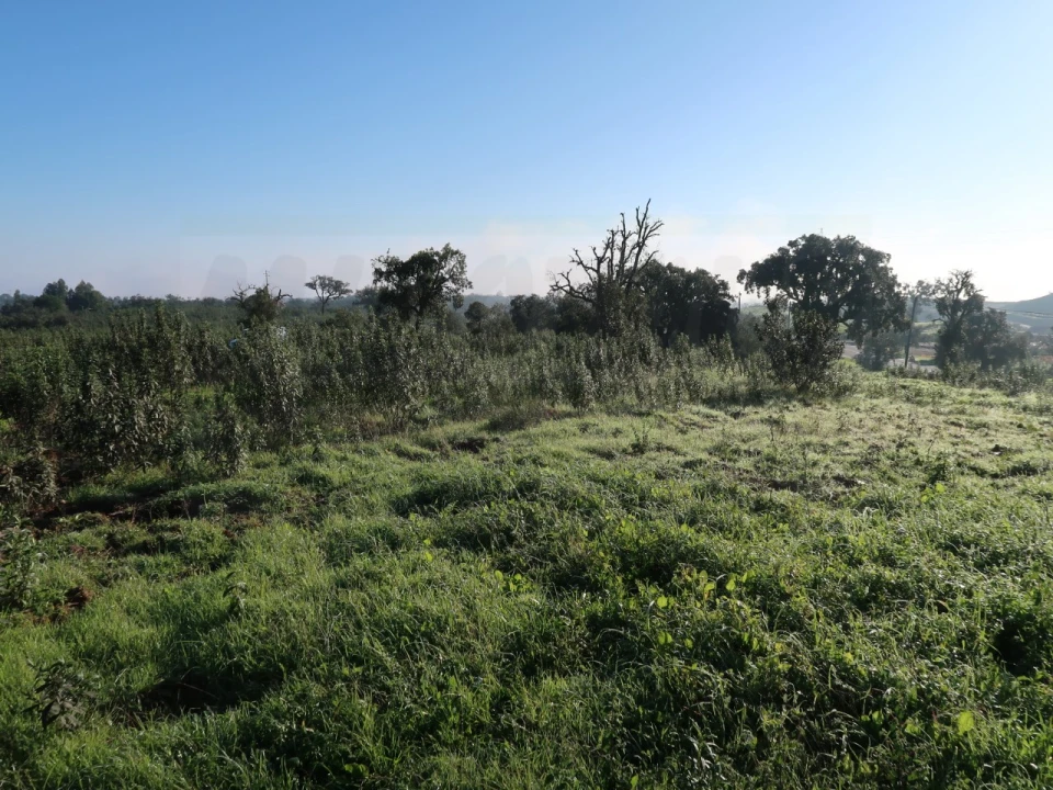 Quinta para Venda em Santiago do Cacém, Santa Cruz e São Bartolomeu da Serra Foto 19