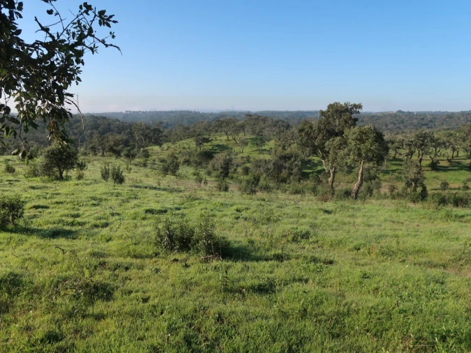 Quinta para Venda em Santiago do Cacém, Santa Cruz e São Bartolomeu da Serra Foto 5