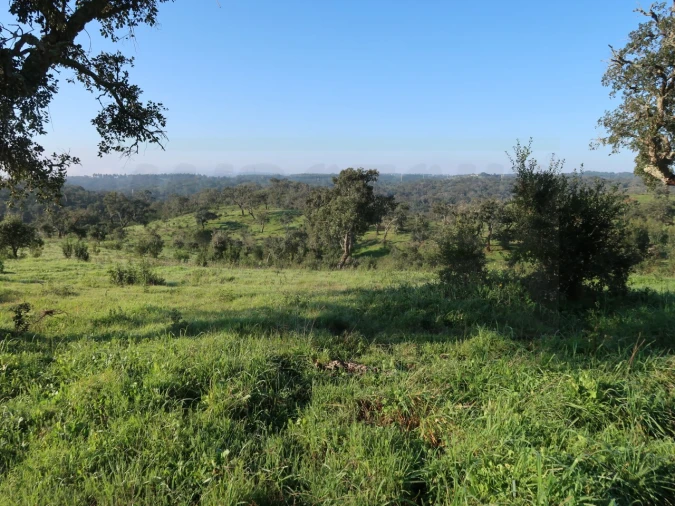 Quinta para Venda em Santiago do Cacém, Santa Cruz e São Bartolomeu da Serra Foto 7