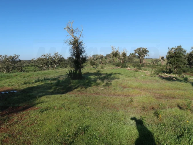 Quinta para Venda em Santiago do Cacém, Santa Cruz e São Bartolomeu da Serra Foto 9