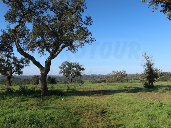 Quinta para Venda em Santiago do Cacém, Santa Cruz e São Bartolomeu da Serra Foto 10