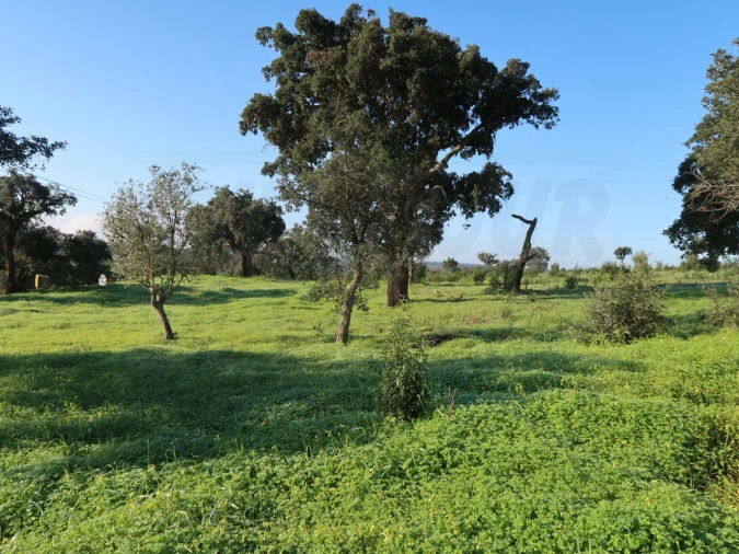 Quinta para Venda em Santiago do Cacém, Santa Cruz e São Bartolomeu da Serra Foto 13