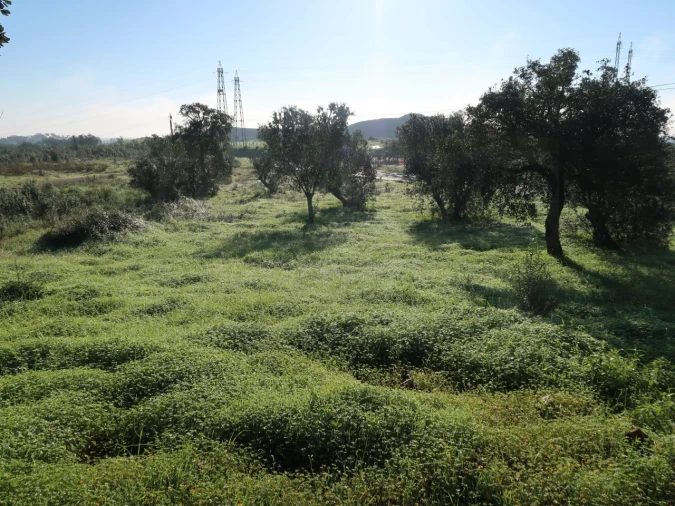 Quinta para Venda em Santiago do Cacém, Santa Cruz e São Bartolomeu da Serra Foto 15