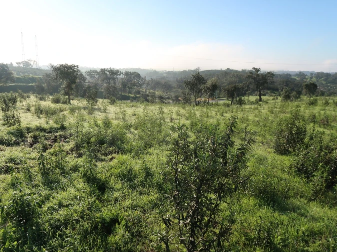 Quinta para Venda em Santiago do Cacém, Santa Cruz e São Bartolomeu da Serra Foto 17