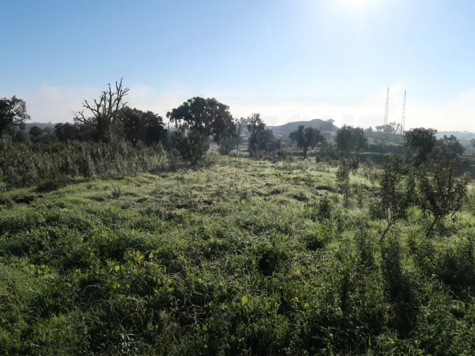 Quinta para Venda em Santiago do Cacém, Santa Cruz e São Bartolomeu da Serra Foto 18