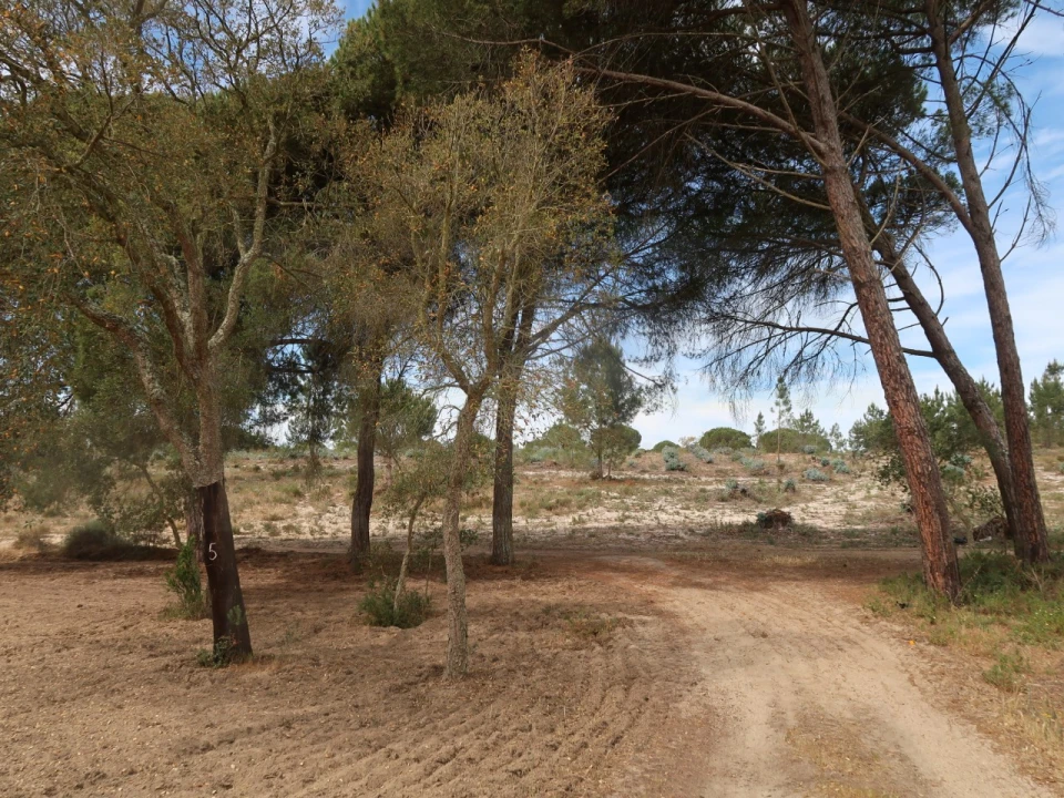 Quinta T2 para Venda em Melides Foto 3