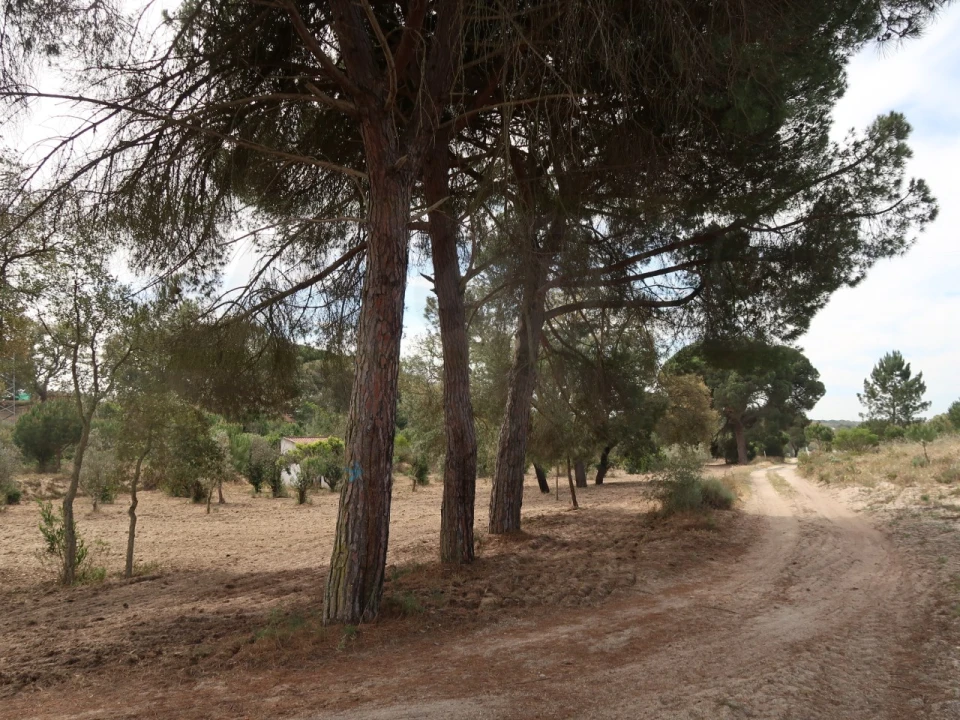 Quinta T2 para Venda em Melides Foto 8