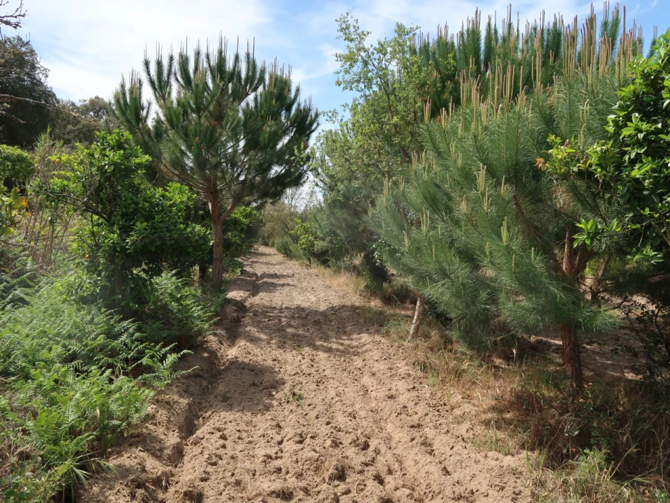 Quinta T2 para Venda em Melides Foto 19