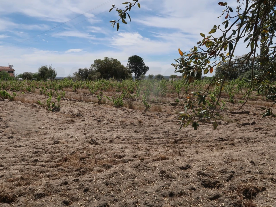 Quinta T2 para Venda em Melides Foto 26