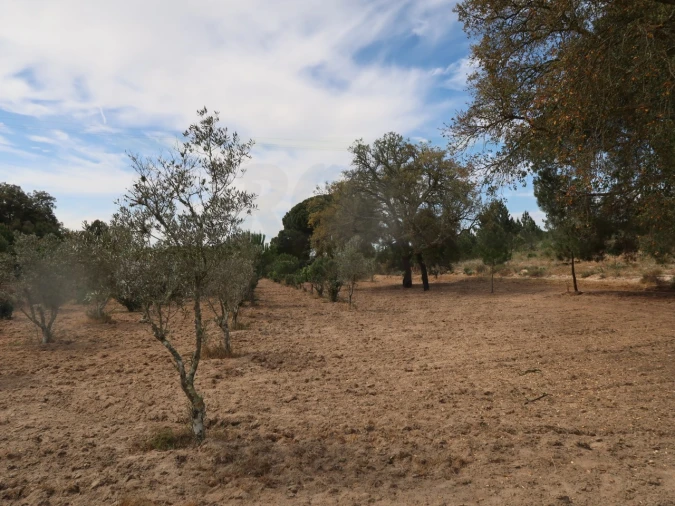 Quinta T2 para Venda em Melides Foto 5