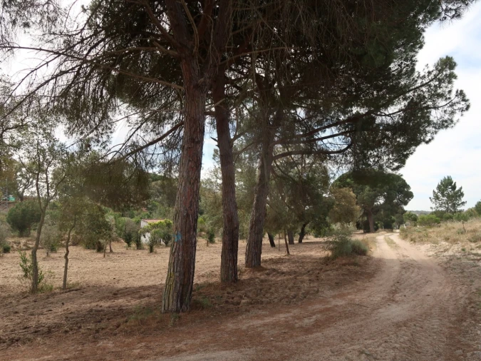 Quinta T2 para Venda em Melides Foto 8