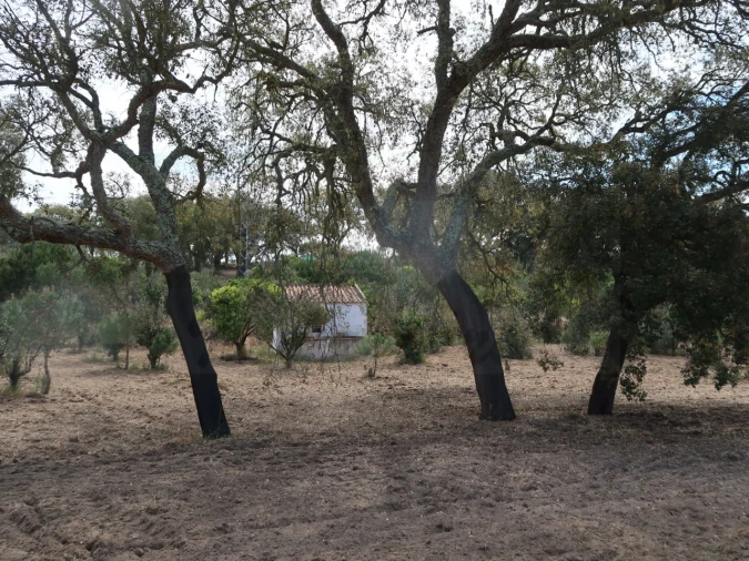 Quinta T2 para Venda em Melides Foto 10