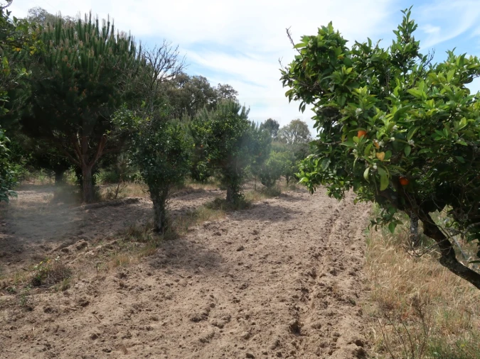 Quinta T2 para Venda em Melides Foto 15