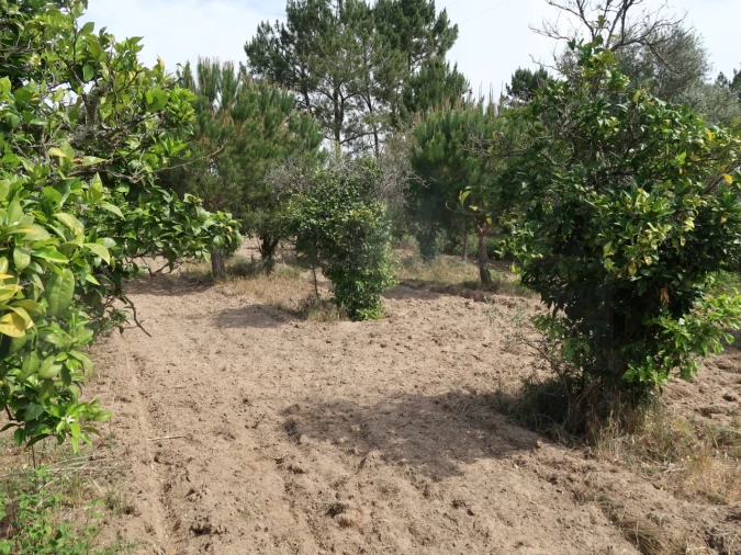 Quinta T2 para Venda em Melides Foto 18