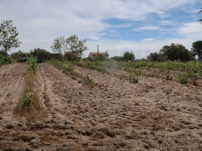 Quinta T2 para Venda em Melides Foto 25