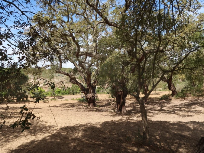 Quinta T2 para Venda em Melides Foto 27