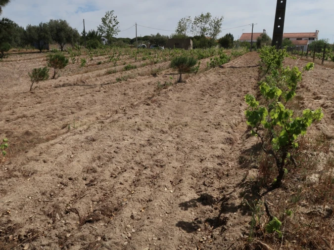 Quinta T2 para Venda em Melides Foto 29