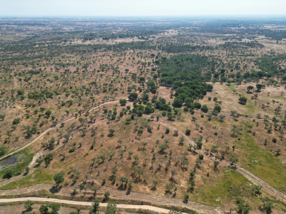 Terreno Agricola ou Rústico para Venda em Abela Foto 2