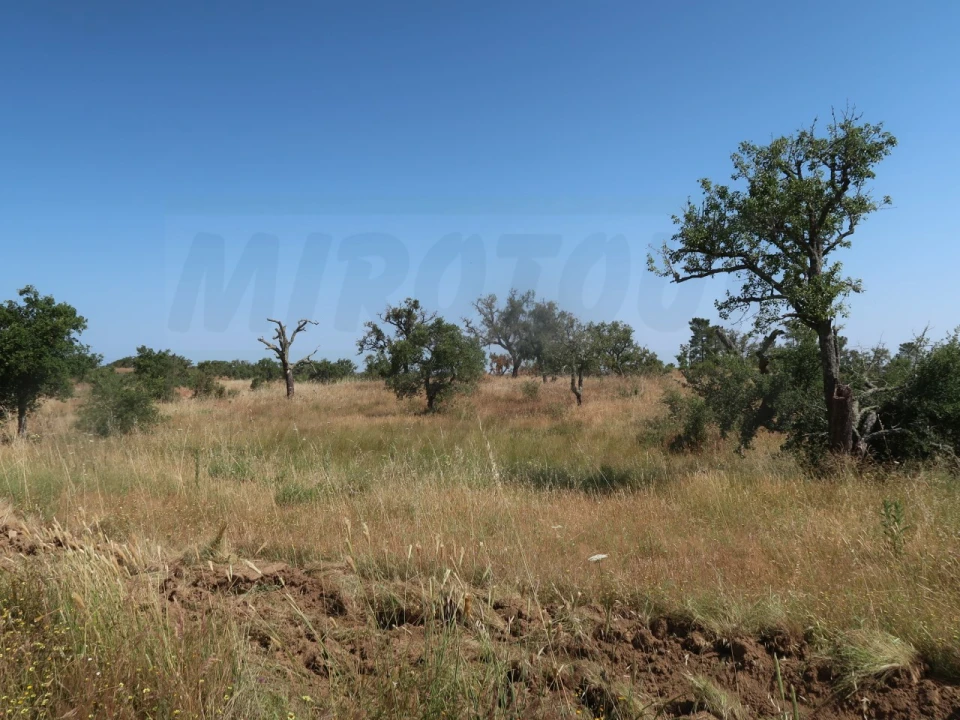 Terreno Agricola ou Rústico para Venda em Abela Foto 4