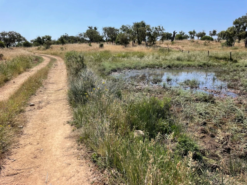 Terreno Agricola ou Rústico para Venda em Abela Foto 7