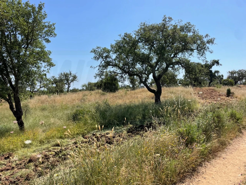 Terreno Agricola ou Rústico para Venda em Abela Foto 8