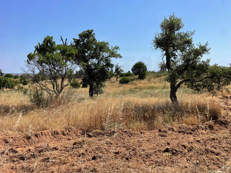 Terreno Agricola ou Rústico para Venda em Abela Foto 12