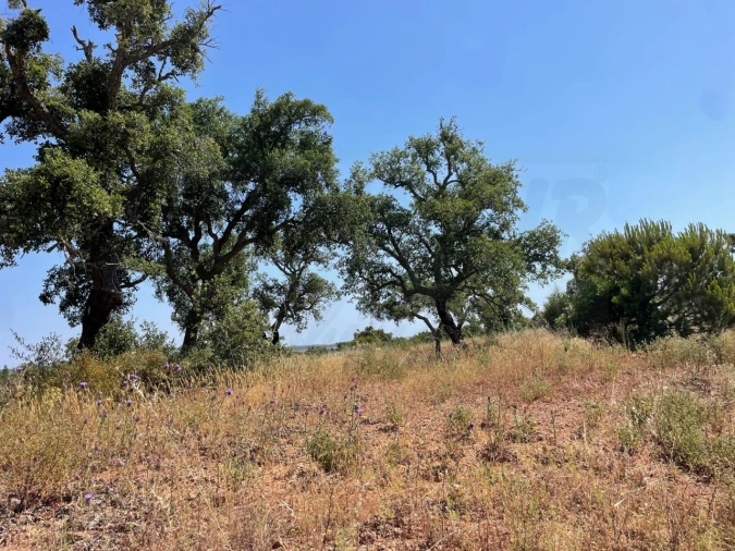 Terreno Agricola ou Rústico para Venda em Abela Foto 14