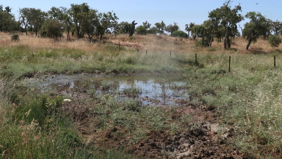 Terreno Agricola ou Rústico para Venda em Abela