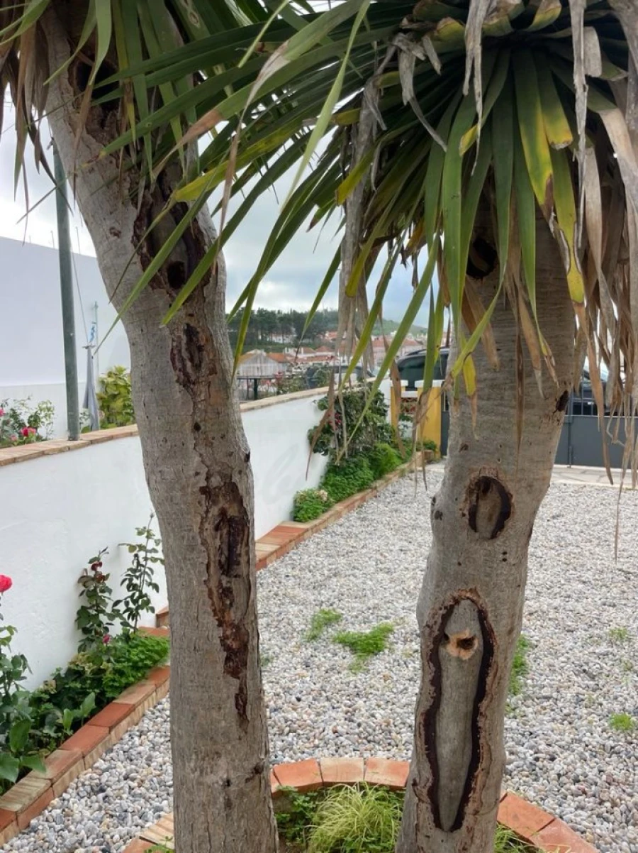 Moradia T2 para Venda em Santiago do Cacém, Santa Cruz e São Bartolomeu da Serra Foto 38