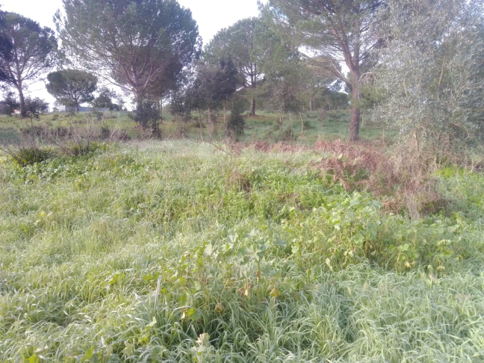 Quinta para Venda em São Domingos e Vale de Água Foto 7