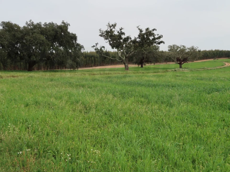 Quinta para Venda em São Domingos e Vale de Água Foto 21