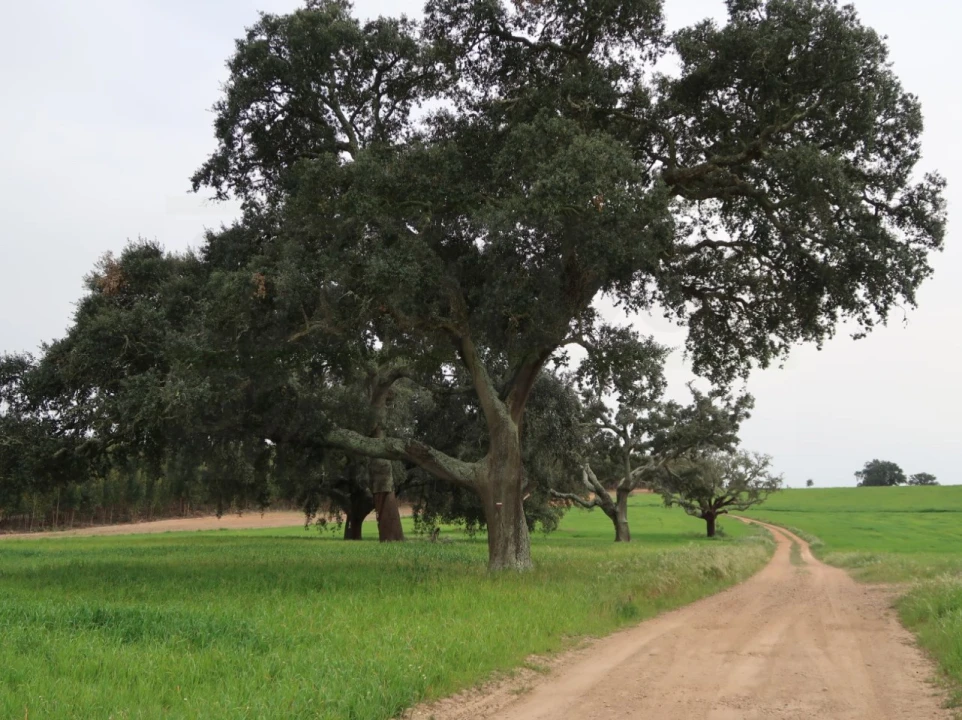 Quinta para Venda em São Domingos e Vale de Água Foto 36