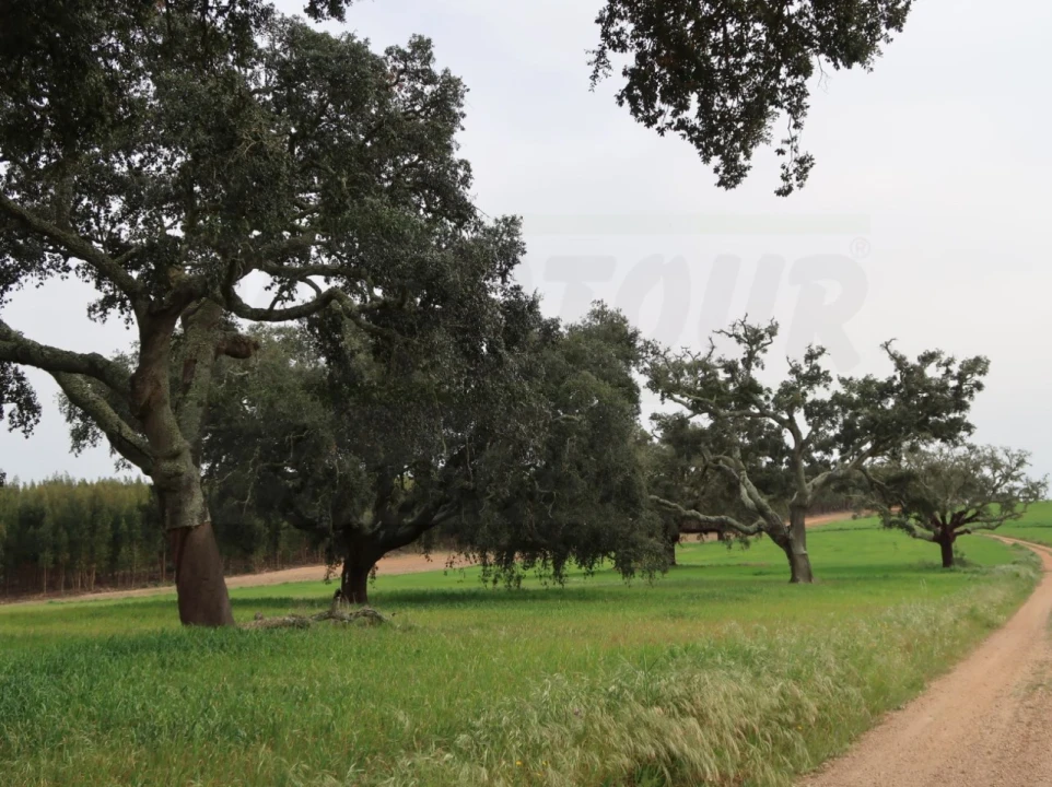 Quinta para Venda em São Domingos e Vale de Água Foto 38