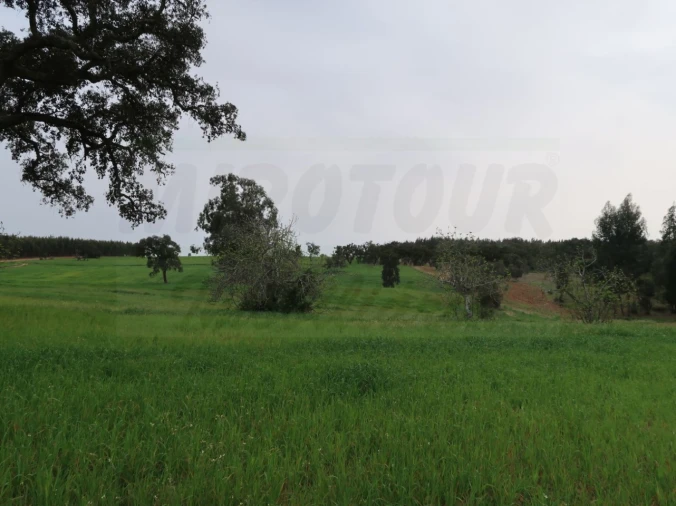 Quinta para Venda em São Domingos e Vale de Água Foto 9
