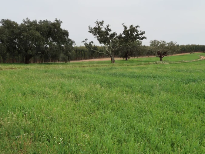 Quinta para Venda em São Domingos e Vale de Água Foto 21