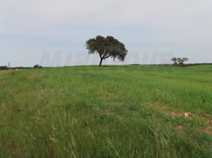 Quinta para Venda em São Domingos e Vale de Água Foto 24