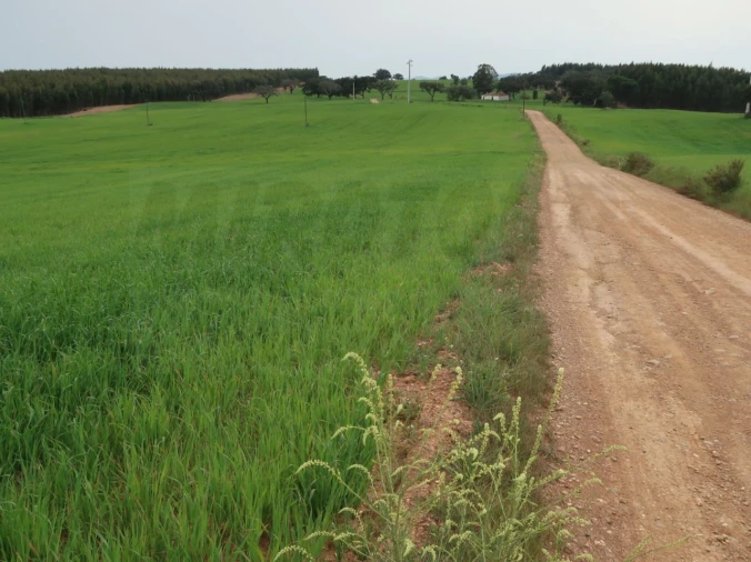 Quinta para Venda em São Domingos e Vale de Água Foto 26