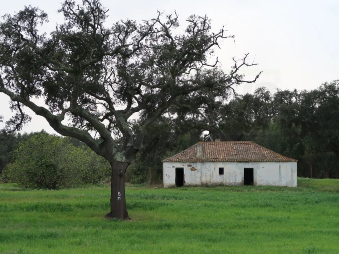 Quinta para Venda em São Domingos e Vale de Água Foto 34