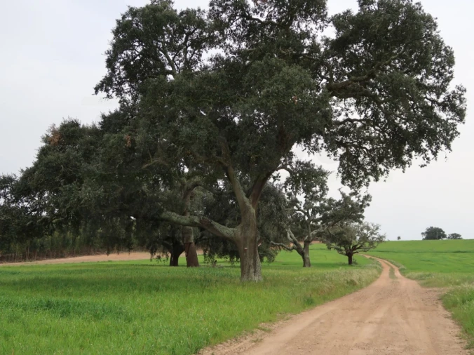Quinta para Venda em São Domingos e Vale de Água Foto 36