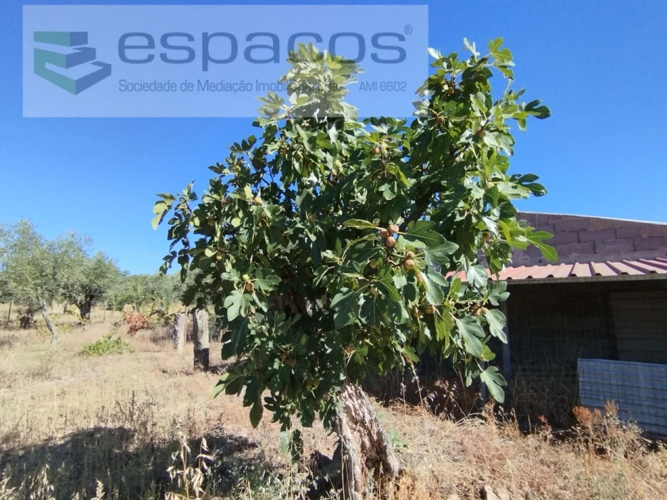 Quinta T1 para Venda em Escalos de Cima e Lousa Foto 7