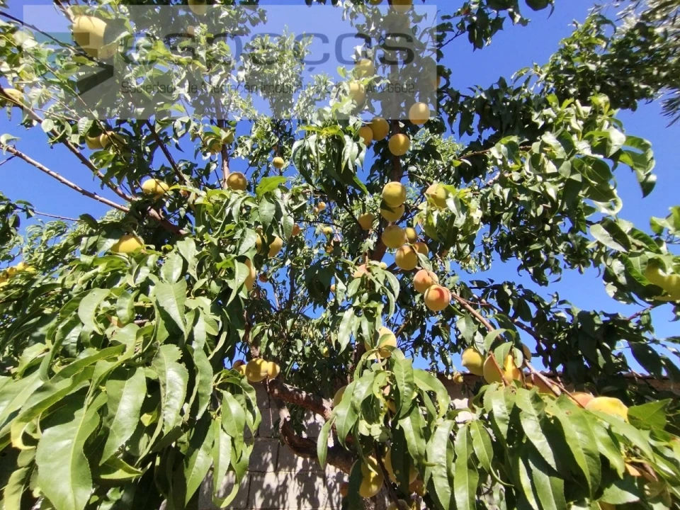 Quinta T1 para Venda em Escalos de Cima e Lousa Foto 24