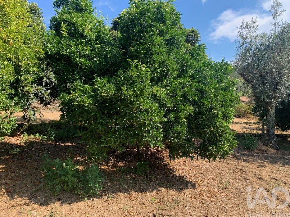 Moradia T3 para Venda em Pedrogão Pequeno Foto 20