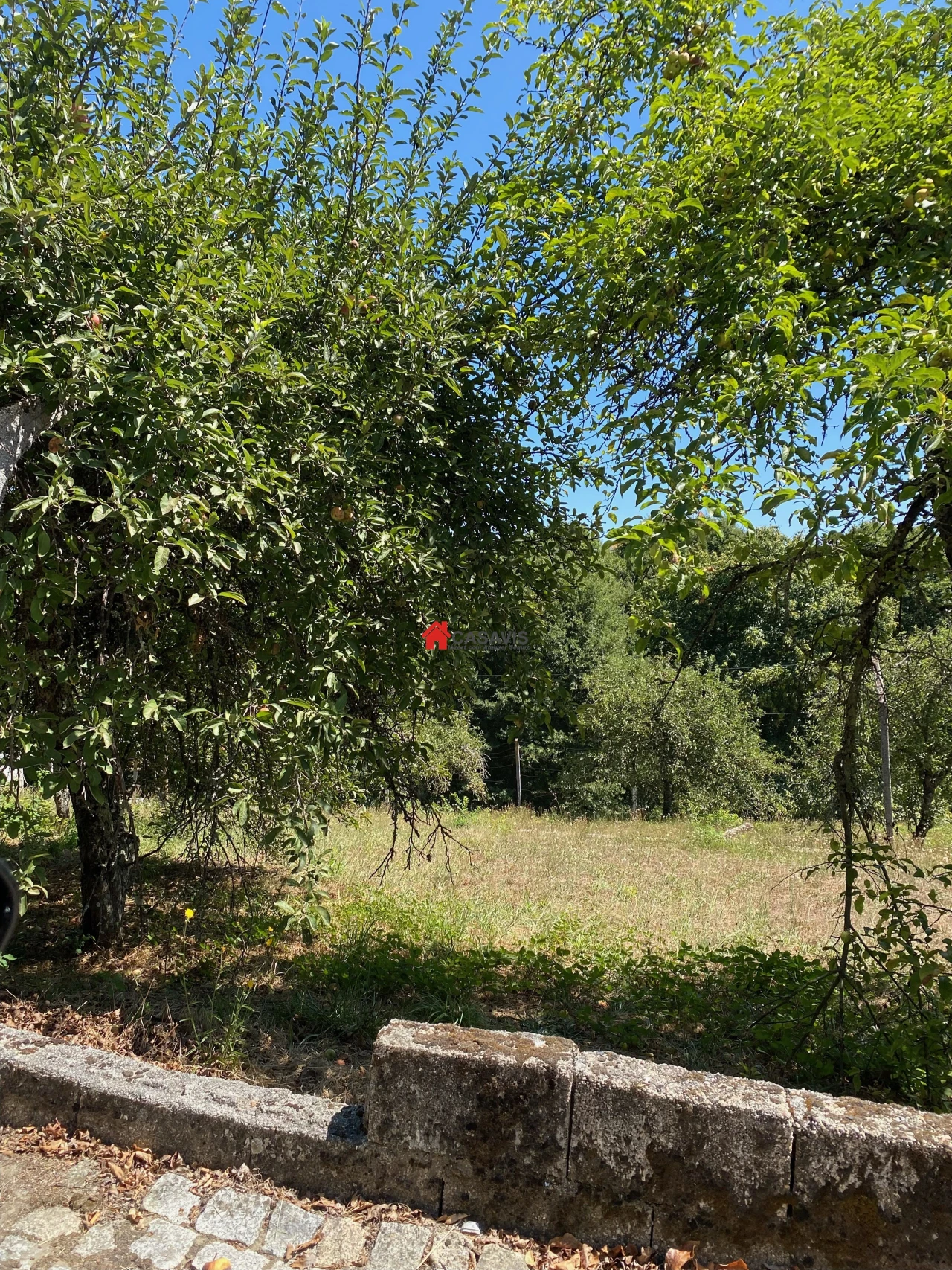 Terreno para Venda em Queiriga Foto 7